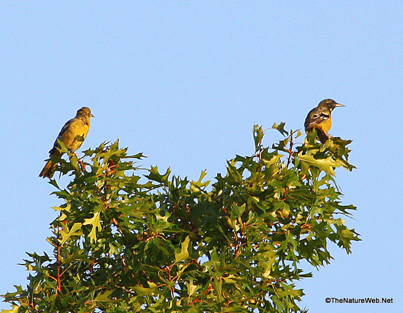 Perching Birds